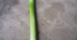 Puerro Lincoln a la venta, bandejas italianas, etc. Gran