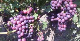 Uvas CARDINALES. La cosecha está prevista para el 10