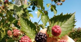 Hola, soy un productor de moras en un área