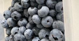 Vendo arándanos cultivados en el área de Arges (Rumania).