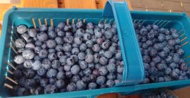 Hola, vendo fruta de arándanos de una nueva plantación.