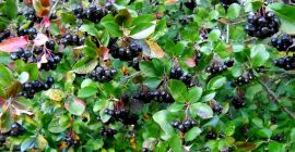 Hola, tengo 3ha de chokeberry orgánico (las pruebas se