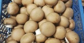 Venderé champiñones marrones, de primera clase, para que ya