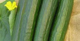 Estoy buscando un productor de pepinos de invernadero para