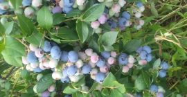 Venderé arándano americano, cosechado cada 3. 4 días en