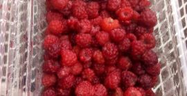 Estoy vendiendo frambuesas silvestres frescas