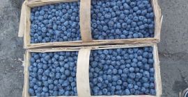 Venderé arándanos de mi propio cultivo. Okay. 500 kg