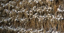 Venderé la variedad Harnaś y Arkus para la venta.