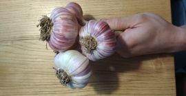 Harnaś ajo de invierno a la venta. Sin herbicidas