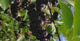 Chokeberry orgánico, fruta fresca