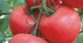Damos la bienvenida a todos los interesados en alimentos