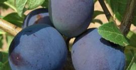 Venderé ciruelas Cacanska Rana y Lepotica. Rasgado de forma