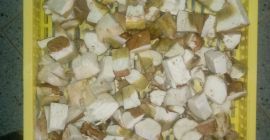 Oferta de hongos porcini congelados - entero, primera clase,