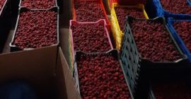 Vendo frambuesas congeladas, cantidades de 10 toneladas. Los productos