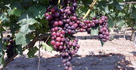 Uvas CARDINALES. La cosecha está prevista para el 10