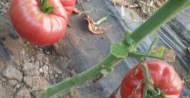 Variedades rosadas de tomates Pink Magic y Rosamax