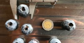 Venderé arándanos, variedad Chandler. Muy, muy espeso, aproximadamente 20