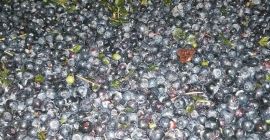 Venderé arándanos negros del bosque de Bielorrusia, congelados, sin