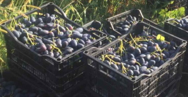 Venderé un postre fresco para la exportación, uvas negras