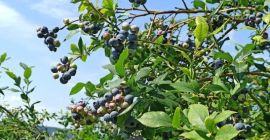 Arándano en venta, variedad Bluecrop. Alrededor de 100 kg