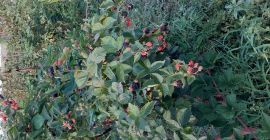 Cultivo orgánico de moras