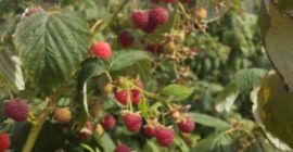 Vendo frambuesas, 15 lei / kg y moras a