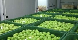 Venderé una manzana Gala 60+, Golden 70+, Serbia