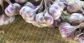 Venderé ajo, variedad Harnaś, tamaño 4-5-6 cm, precio a