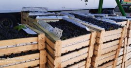 Vendió uvas de Tayikistán en cajas de madera embaladas