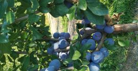 Venderé unos 500 kg de ciruelas, variedad Kalypso. Muy