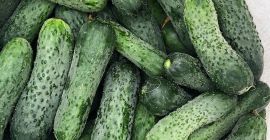 Venderé pepinos molidos frescos, 8-15 cm sin calibrar. de