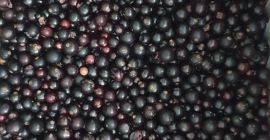 Venderé grosellas negras, congeladas, limpiadas mecánicamente. Entrega gratuita al