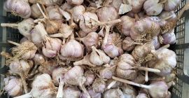 Ajo rumano, calidad 1