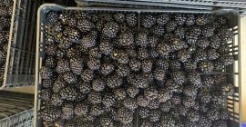 Las moras provienen de cultivos en el tercer año