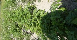 Perejil fresco y cantidad de alma de perejil 05