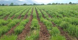 Vendo orégano orgánico producido en Grecia, de alta calidad