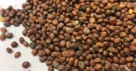 Rábano a la venta! Origen ucraniano. Pedido mínimo: a
