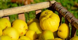Somos agricultores de Letonia con más de 100ha de
