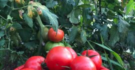 Nuestros tomates se cultivan sin productos químicos, ni en