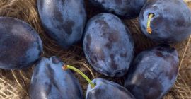 Las ciruelas se levantarán de nuestro huerto, no proporcionamos