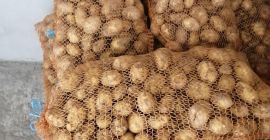 Venderé papas comestibles DENAR y MARABEL (primer año después