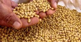Somos exportadores de soja, alimentos y bebidas. Nuestros productos