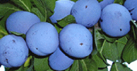 Venderé ciruelas de huerto de Cacańśka Lepotica y Dąbrowicka