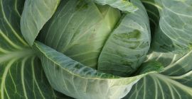 Venderé el repollo perfecto para encurtir, variedad Cabton. También