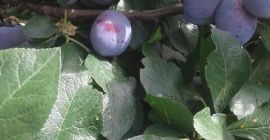 a la venta ciruelas lepotica desgarradas directamente a pedido,