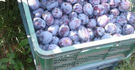 VENDO CIRUELAS LEPOTIKA directamente del huerto del productor, bonitas