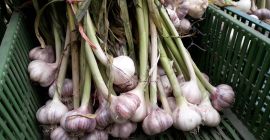 Venderé ajo de invierno polaco sin productos químicos. Calibre