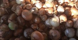 Venderé una cebolla grande de mi propio jardín, alrededor