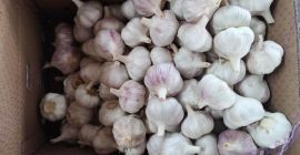 Nuestra empresa exporta ajo chino de la más alta