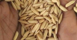 VENDEMOS ARROZ, FRIJOLES, MAÍZ, MIJOS, MAÍZ GUINEA, SÉSAMO ENTRE